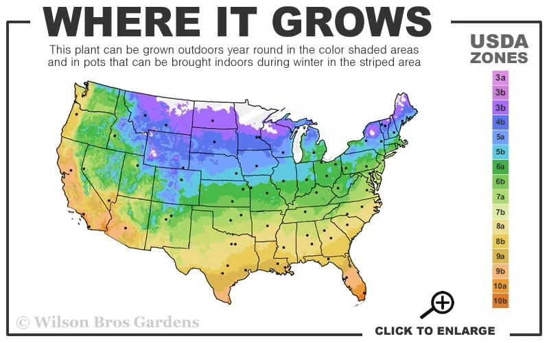 Pink Drift Groundcover Rose - 2 Gallon Pot - Image 3