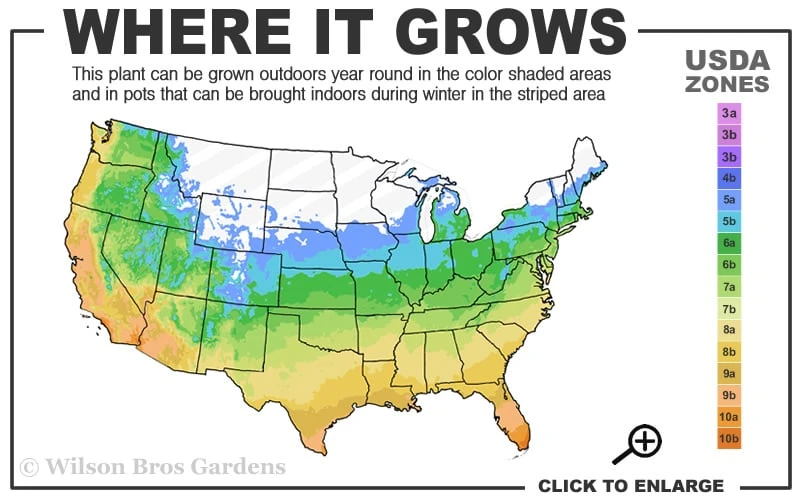 Chicago Cold Hardy Fig Tree - 3 Gallon Pot - Image 3