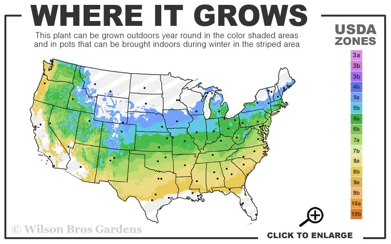 Dwarf English Boxwood Two-Ball Poodle Tier Topiary - 3 Gallon Pot - Image 3