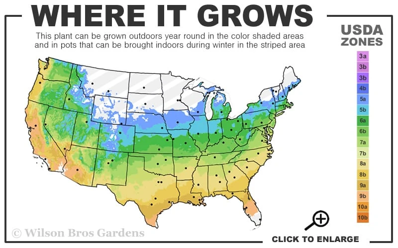 Green Mountain Boxwood 3-Ball Poodle Tier Topiary - 6 Gallon Pot - Image 3