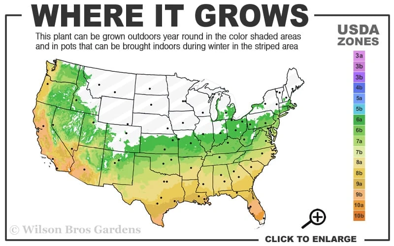 Summer Snow Gardenia - 3 Gallon Pot - Image 3