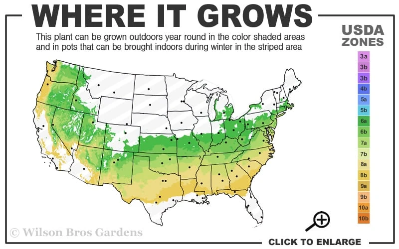 Dee Runk Columnar Boxwood - 3 Gallon Pot - Image 3