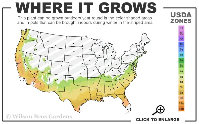 Cream Puff Fragrant Camellia - 3 Gallon Pot - Image 3