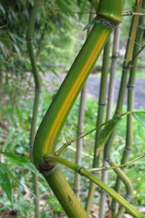Yellow Groove Bamboo (Phyllostachys Aureosulcata) - 3 Gallon Pot (2-4') - Image 4