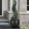 Common Boxwood Spiral Topiary - 5 Gallon Pot