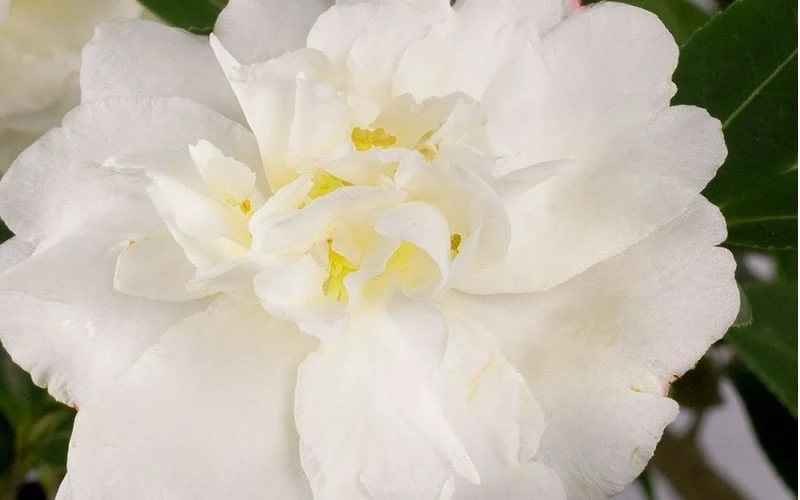 Diana Camellia Sasanqua - 1 Gallon Pot - Image 4