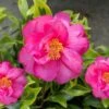Royal Flush Shi Shi Variegated Camellia Sasanqua - 3 Gallon Pot