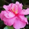 Sparkling Burgundy Camellia Sasanqua - 1 Gallon Pot