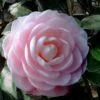 Winter's Rose Cold Hardy Dwarf Camellia - 2 Gallon Pot