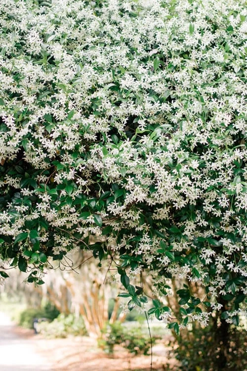 Madison Confederate Jasmine - 6 Pack Of 1 Gallon Pots - Image 5