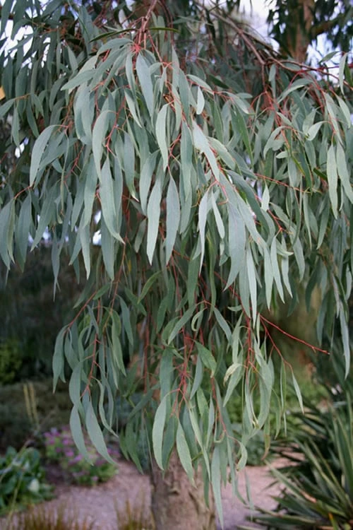 Angus Cold Hardy Eucalyptus Tree (Eucalyptus Nicholii) - 3 Gallon Pot - Image 8
