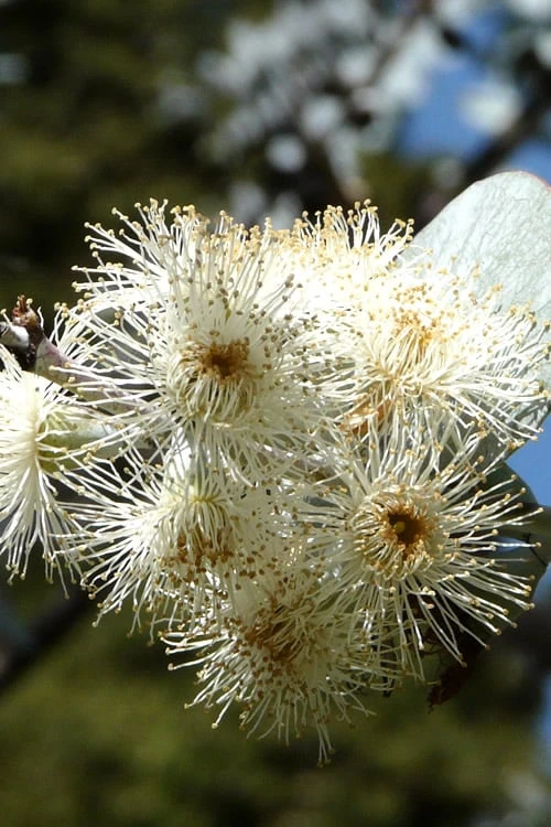 Bluey Cold Hardy Eucalyptus Tree (Eucalyptus Pulverulenta) - Quart Pot - Image 8