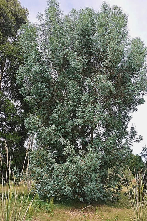 Luna Cold Hardy Eucalyptus Tree (Eucalyptus Perriniana) - Quart Pot - Image 4