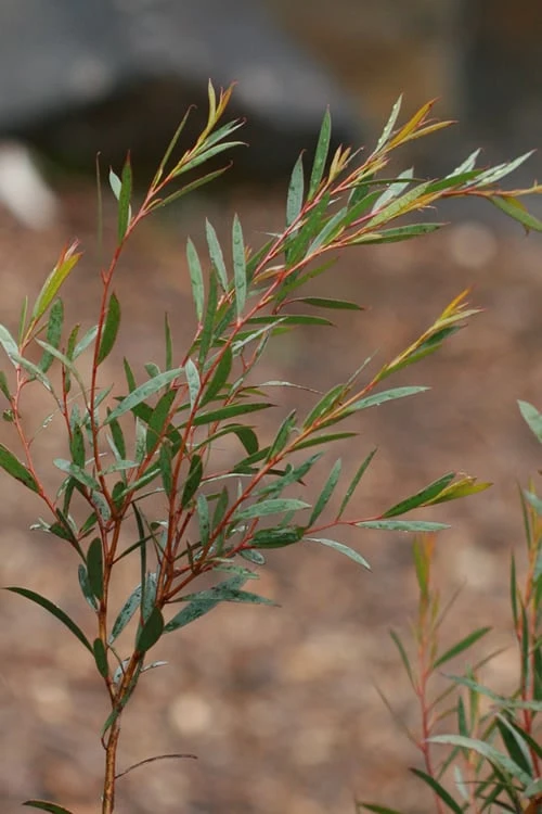 Skinny Minny Hardy Eucalyptus Tree (Eucalyptus Moorei) - Quart Pot - Image 4