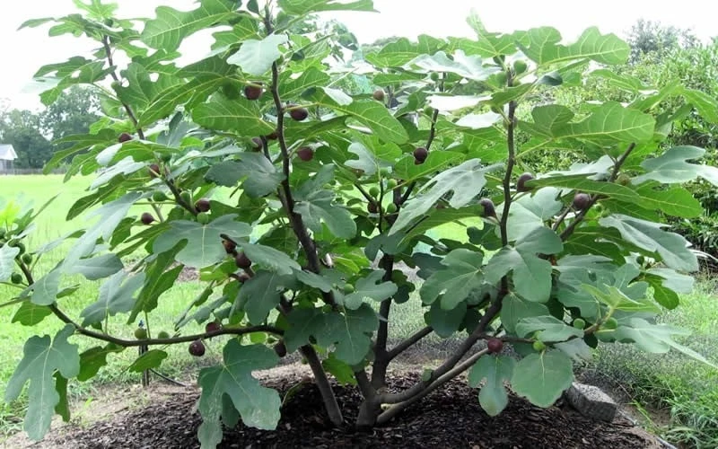 Chicago Cold Hardy Fig Tree - 3 Gallon Pot - Image 5