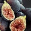 Chicago Cold Hardy Fig Tree - 3 Gallon Pot