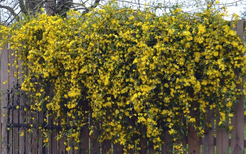 Duet Yellow Jasmine (Jessamine) - 2 Gallon Pot - Image 7