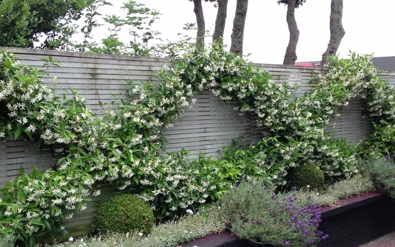 Madison Confederate Jasmine - 6 Pack Of 1 Gallon Pots - Image 4