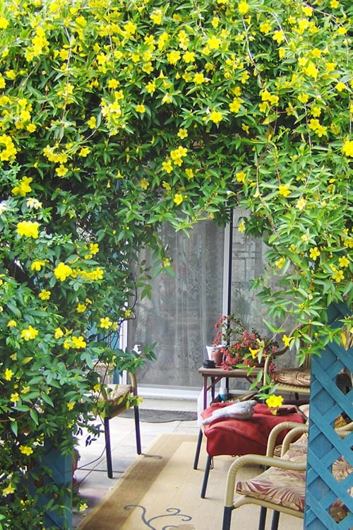 Pride Of Augusta Double Flowering Carolina Jasmine - 2 Gallon Pot - Image 4