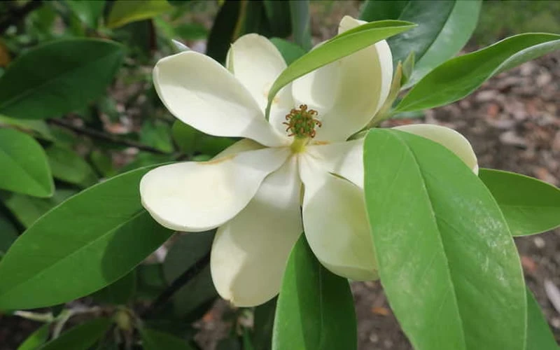 Green Shadow Sweetbay Magnolia Tree (Magnolia Virginiana) - 3 Gallon Pot (4-5') - Image 5