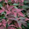 Flirt Dwarf Nandina - 1 Gallon Pot