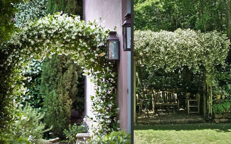 Madison Confederate Jasmine - 6 Pack Of 1 Gallon Pots - Image 6