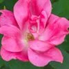 Swamp Rose (Rosa Palustris) - 3 Pack Of 1.5 Quart Pots