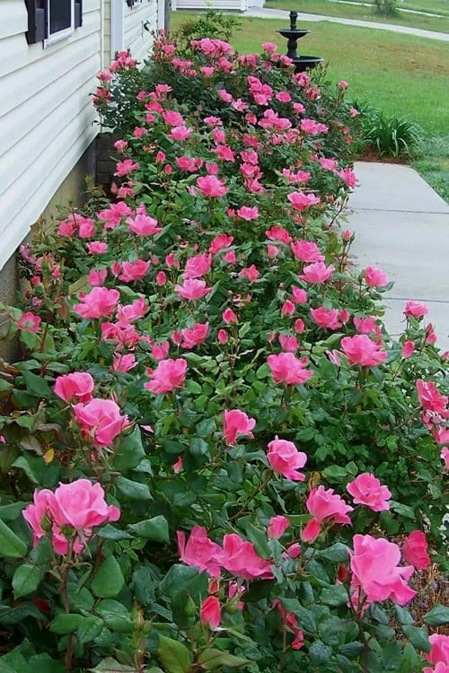 Swamp Rose (Rosa Palustris) - 3 Pack Of 1.5 Quart Pots - Image 4