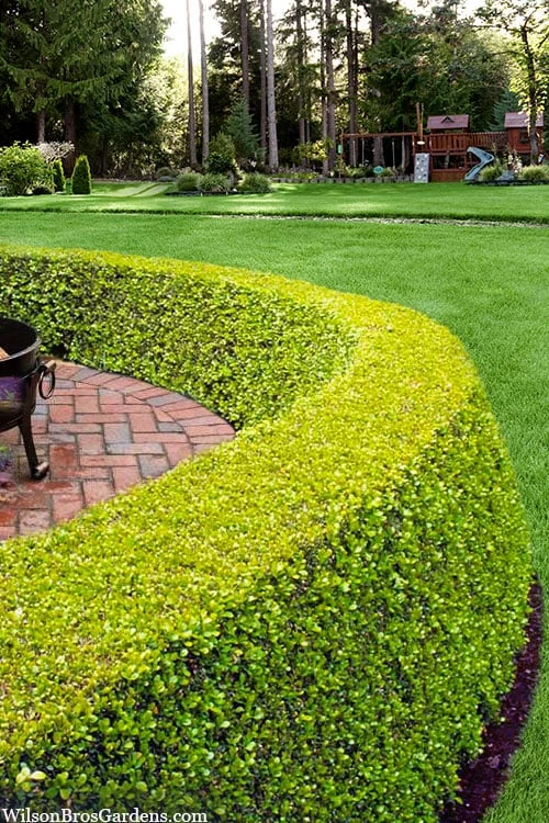 Golden Triumph Variegated Dwarf Boxwood - 3 Gallon Pot - Image 4