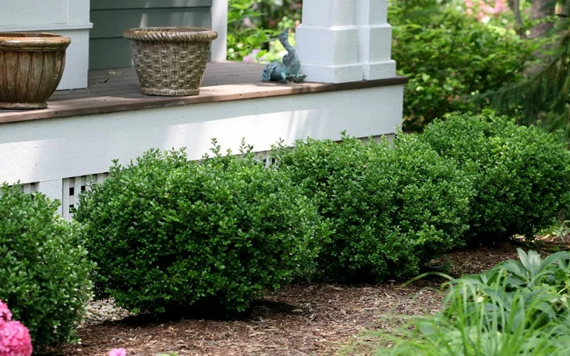 Little Missy Dwarf Boxwood - 6 Pack Of 1 Gallon Pots - Image 5