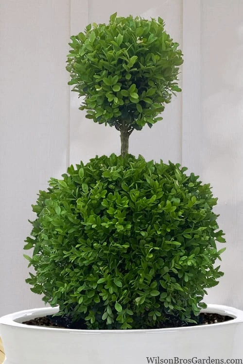 Dwarf English Boxwood Two-Ball Poodle Tier Topiary - 3 Gallon Pot - Image 5