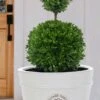 Dwarf English Boxwood Two-Ball Poodle Tier Topiary - 3 Gallon Pot