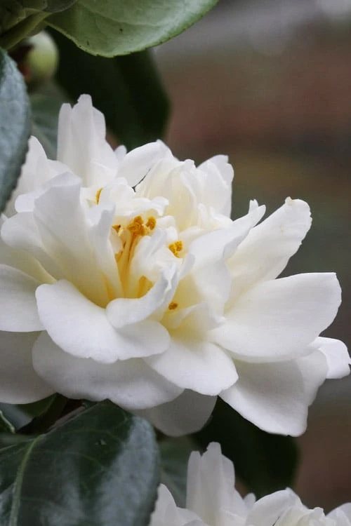 Cream Puff Fragrant Camellia - 3 Gallon Pot - Image 4