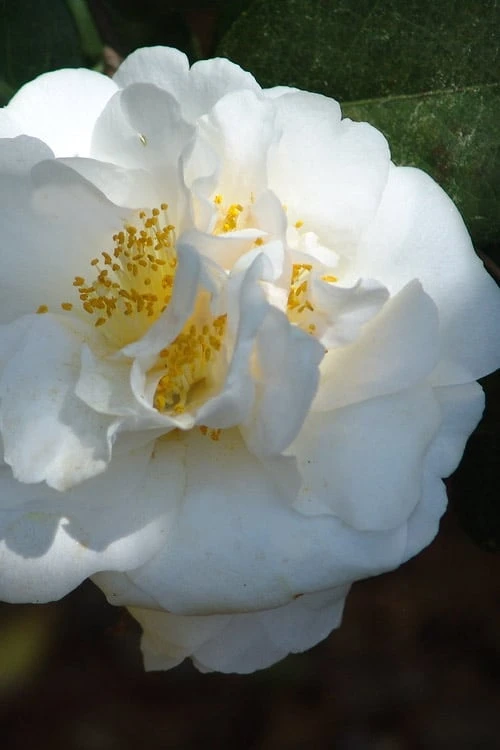 Cream Puff Fragrant Camellia - 3 Gallon Pot - Image 5