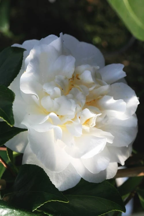 Cream Puff Fragrant Camellia - 3 Gallon Pot