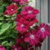 Rouge Cardinal Clematis - 1 Gallon Pot
