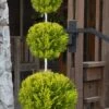 Goldcrest Monterey Lemon Cypress - 3-Ball Poodle Tier Topiary - 2 Gallon Pot