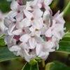 Splash Variegated Summer Daphne - 1 Gallon Pot