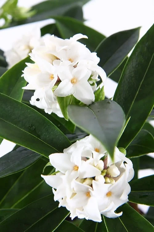 White Perfume Princess Winter Daphne - 2 Gallon Pot - Image 6