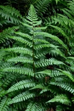 Champions Wood Fern (Dryopteris Championii) - 1 Gallon Pot