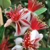 Bambina Dwarf Pineapple Guava (Feijoa Sellowiana ' Tharfiona') - 3 Gallon Pot