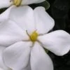 Snow Girl Hardy Dwarf Gardenia - 3 Gallon Pot