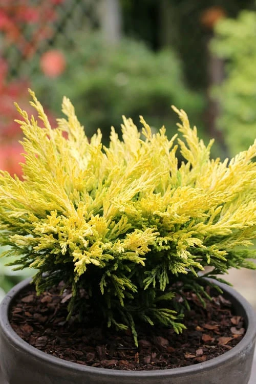 Limeglow Golden Andorra Compact Juniper - 3 Gallon Pot - Image 5