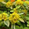 Waikiki Sunset Lysimachia - 5 Pack Of Quart Pots
