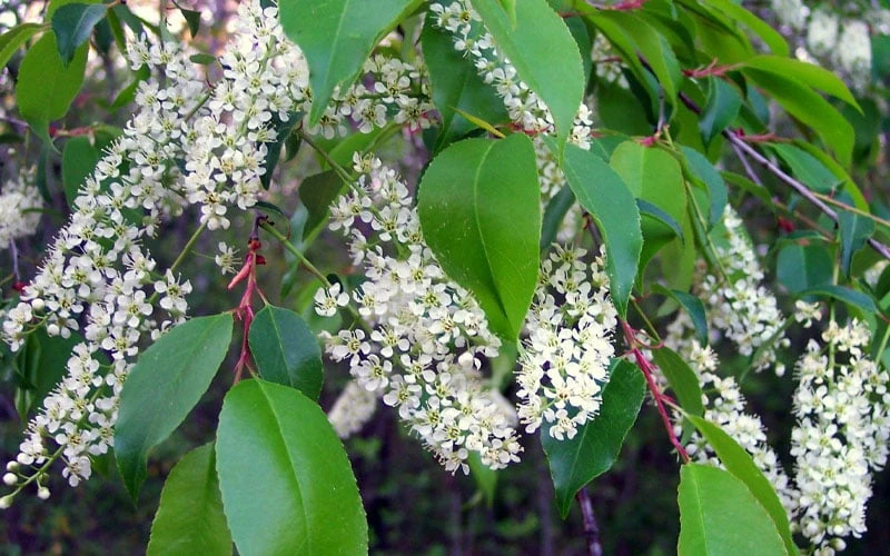 Wild Black Cherry Tree - 3 Gallon Pot - Image 8