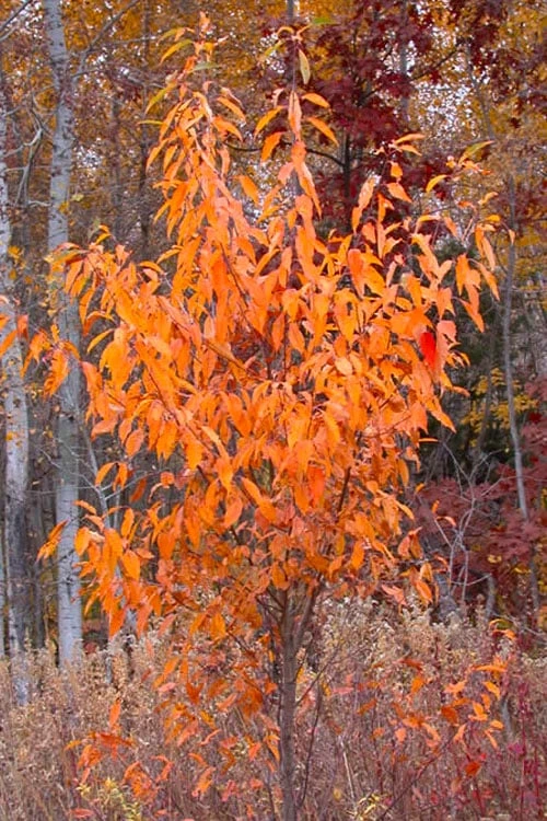 Wild Black Cherry Tree - 3 Gallon Pot - Image 9