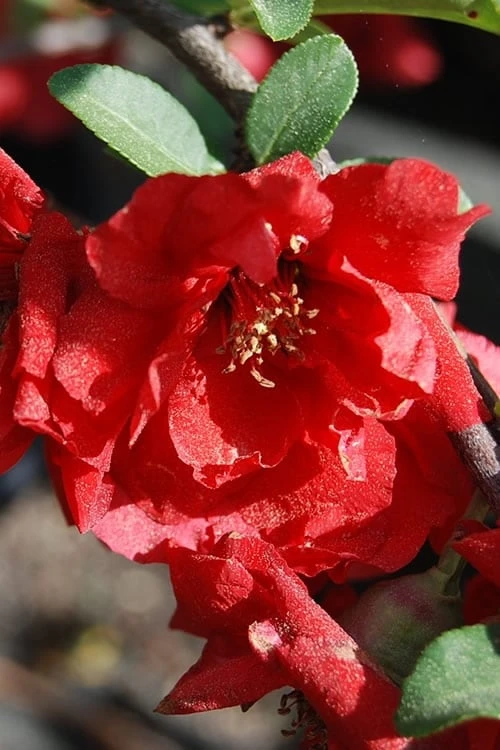 Iwai Nishiki Red Flowering Quince - 1 Gallon Pot - Image 4