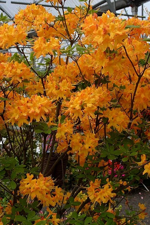 Florida Flame Native Azalea (Rhododendron Austrinum) - 3 Gallon Pot - Image 4