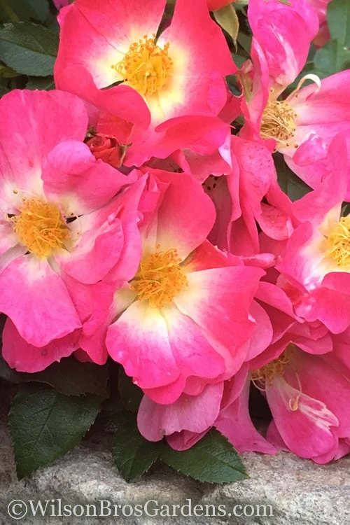 Pink Drift Groundcover Rose - 2 Gallon Pot - Image 4